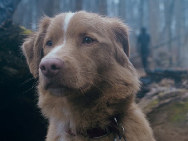 Indy, le chien héros de Good Boy